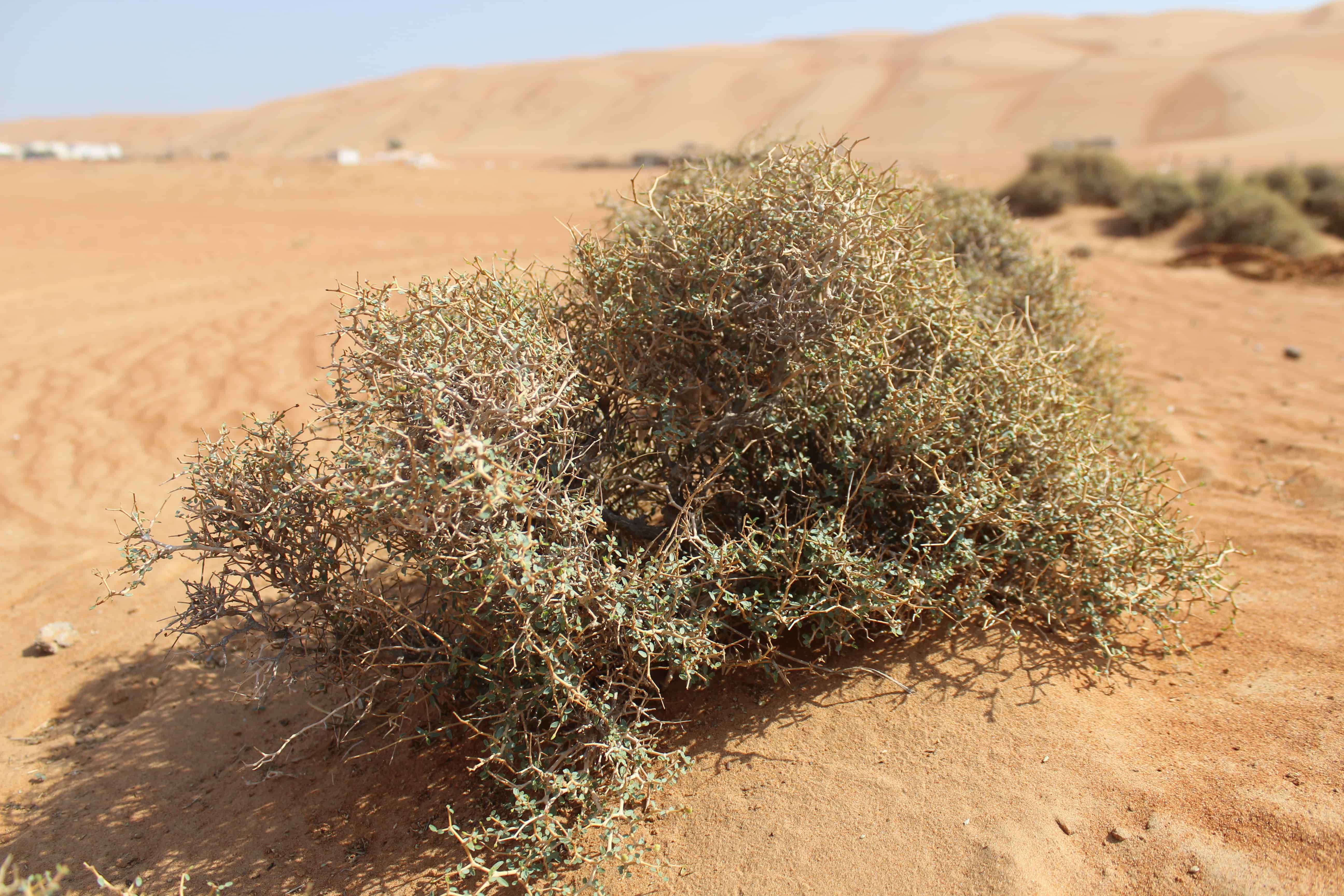 Plant Image